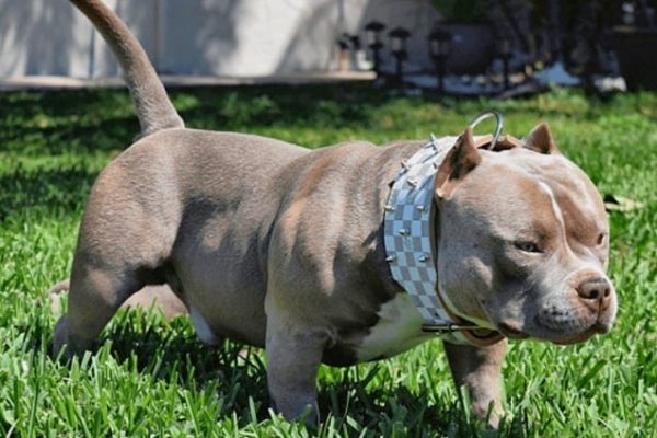 Imputaron a un hombre por crueldad animal en Río Negro: mató la perra de su vecina de un golpe en la cabeza