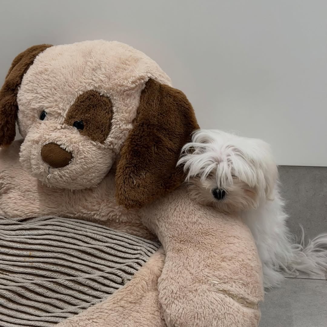 La cachorra se recostó junto a su peluche favorito y encontró un rincón cómodo para descansar