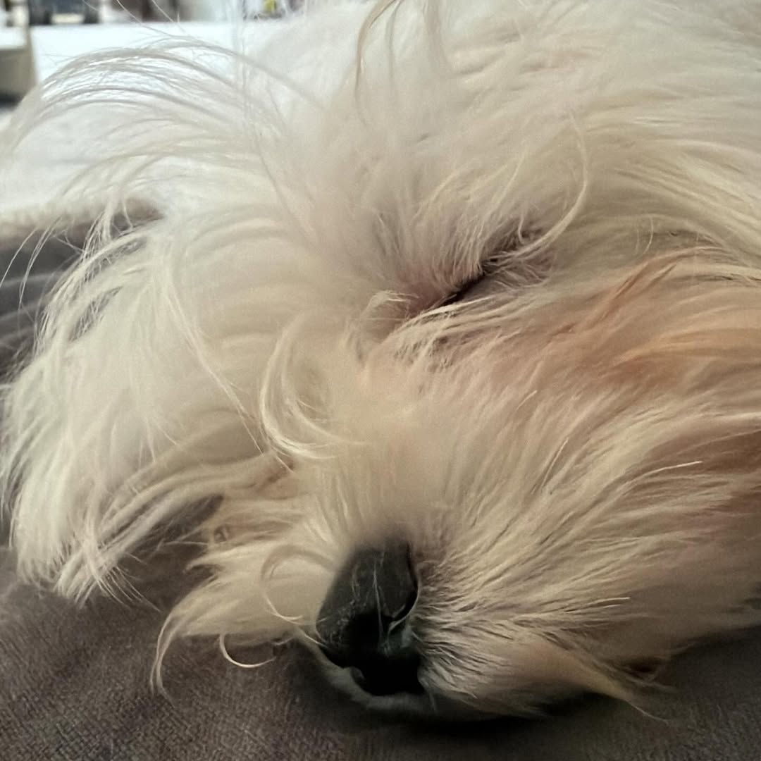 Las siestas de Molly ya son parte de la rutina: la cachorra descansa en el sillón de la casa