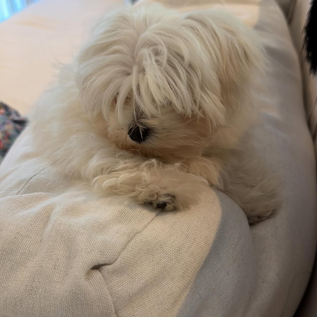 La pequeña perrita encontró la tranquilidad en diferentes rincones del hogar