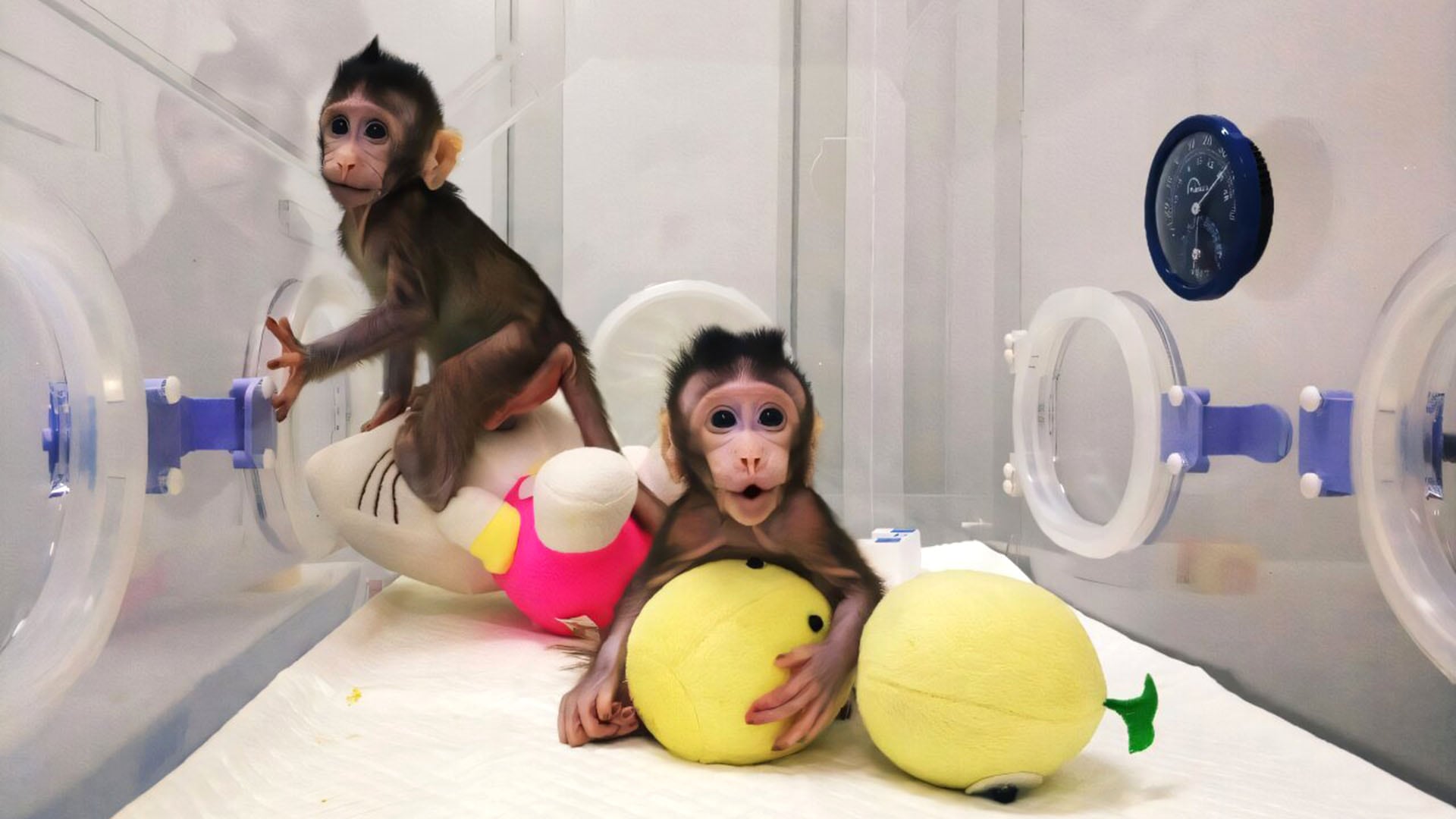 Los primeros monos clones nacieron en 2017 en China. (Qiang Sun y Muming Poo/ Academia China de Ciencias)