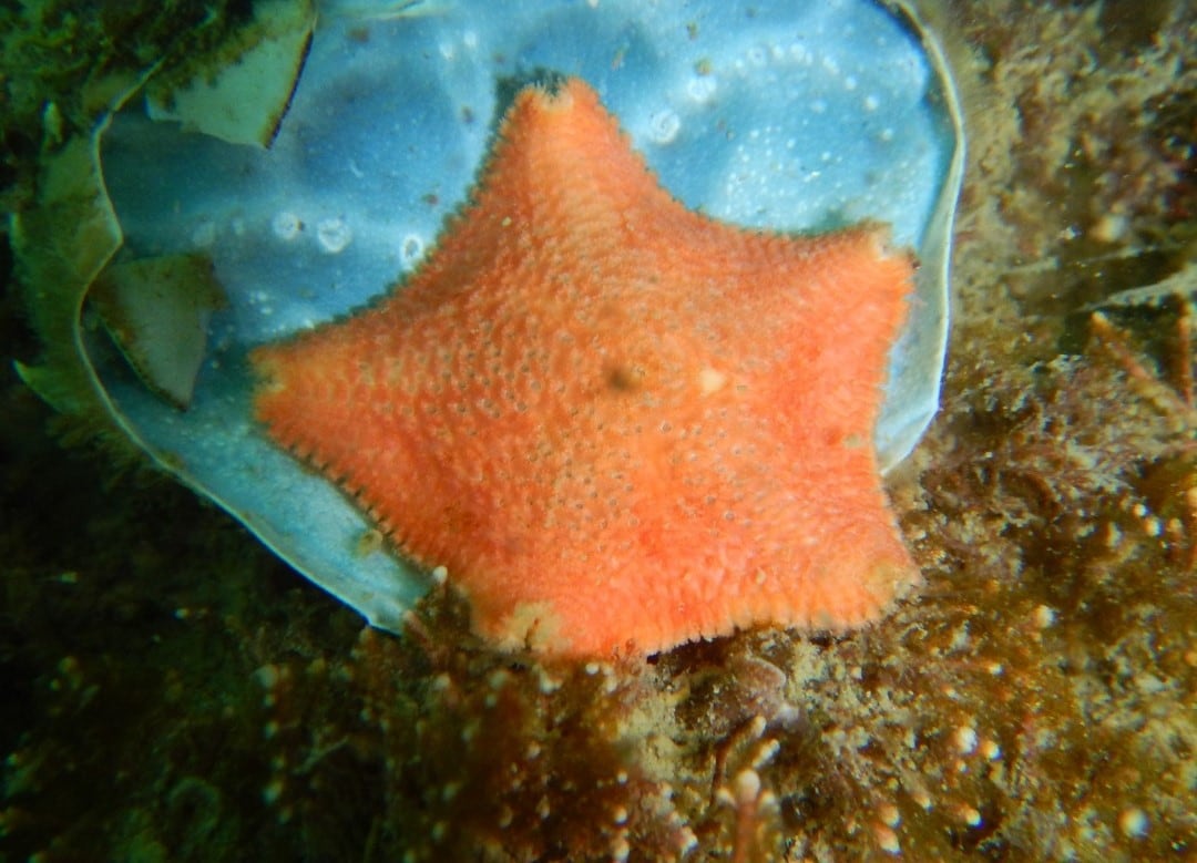 La Asterina fimbriata, protagonista del hallazgo, habita desde zonas intermareales hasta profundidades de casi 300 metros en el sur de Argentina y Chile (CONICET)