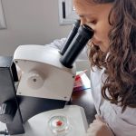 La estrella de mar panzona: descubrieron en la Patagonia una especie que incuba a sus crías en el estómago