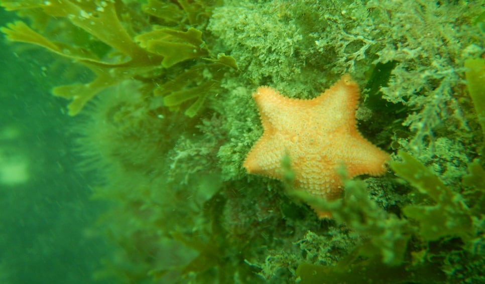 Investigadores del CONICET documentaron el primer caso de incubación gástrica en una estrella de mar de la familia Asterinidae en Chubut (CONICET)