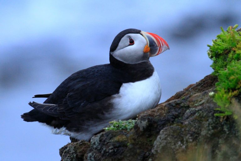 Las muertes masivas de aves marinas en Europa encienden las alarmas sobre el impacto de la crisis climática
