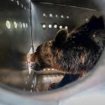 Las nuevas vidas que Gordo, Florencia y Flora iniciaron en santuarios europeos tras el rescate del ex zoológico de Luján