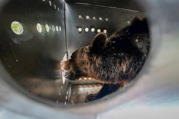 Las nuevas vidas que Gordo, Florencia y Flora iniciaron en santuarios europeos tras el rescate del ex zoológico de Luján