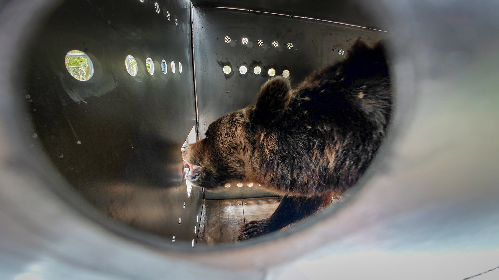 Las nuevas vidas que Gordo, Florencia y Flora iniciaron en santuarios europeos tras el rescate del ex zoológico de Luján