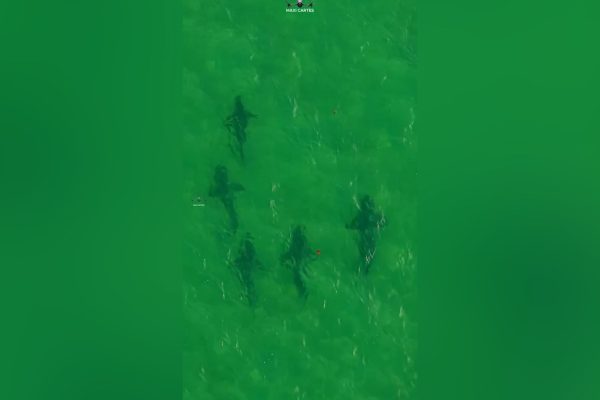 Más de 100 tiburones bacota en las costas de Río Negro: por qué aparecieron