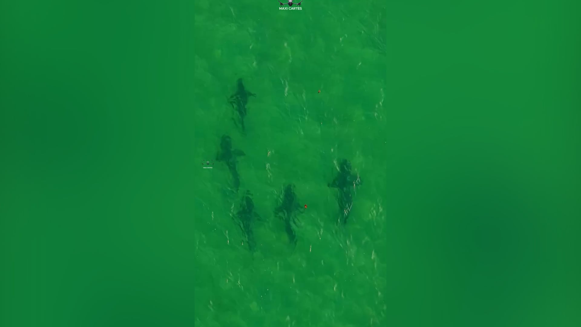 Más de 100 tiburones bacota en las costas de Río Negro: por qué aparecieron