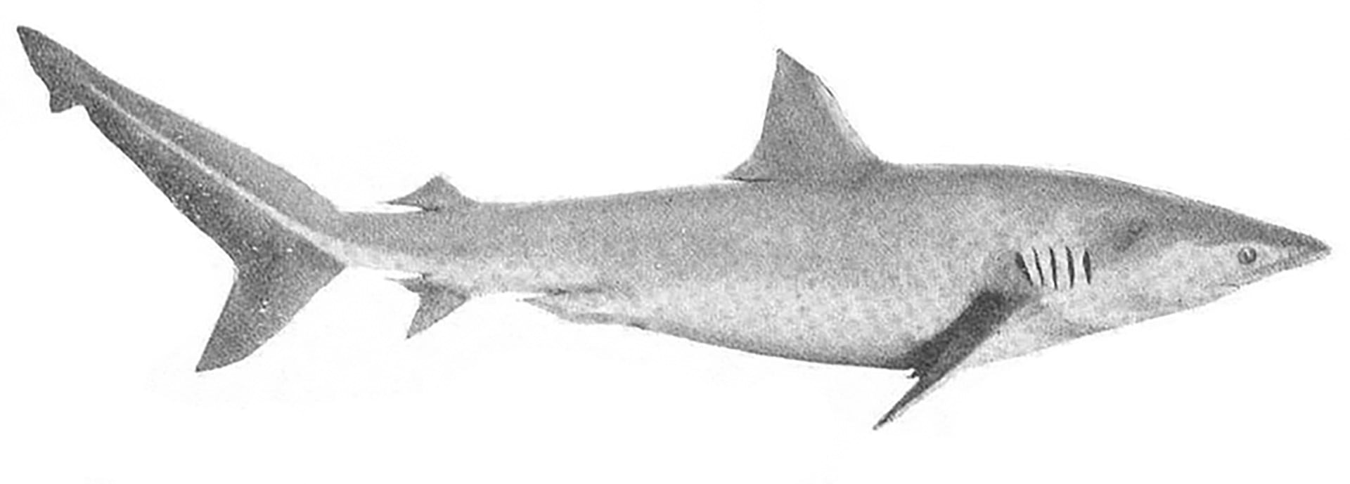 Ilustración en blanco y negro de un tiburón blanco adulto, mostrando su forma hidrodinámica y aletas características en detalle