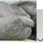 “Necesito toda la plata”: los chats entre el influencer rural que denunció el robo de animales y el principal imputado