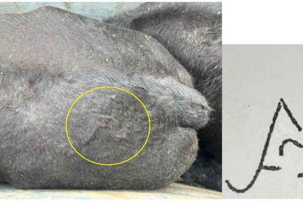 “Necesito toda la plata”: los chats entre el influencer rural que denunció el robo de animales y el principal imputado