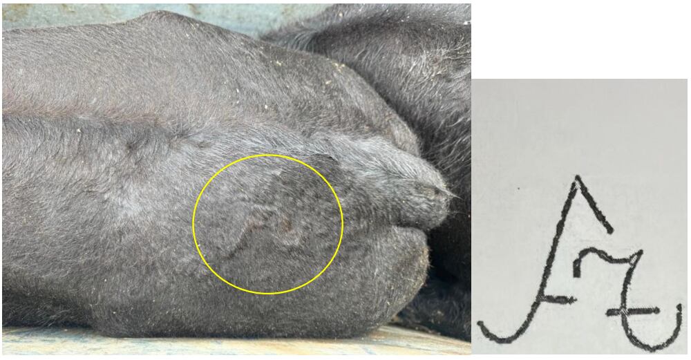 Las vacas que aparecieron en el campo de Chabás tenían la marca que denunció Riboldi