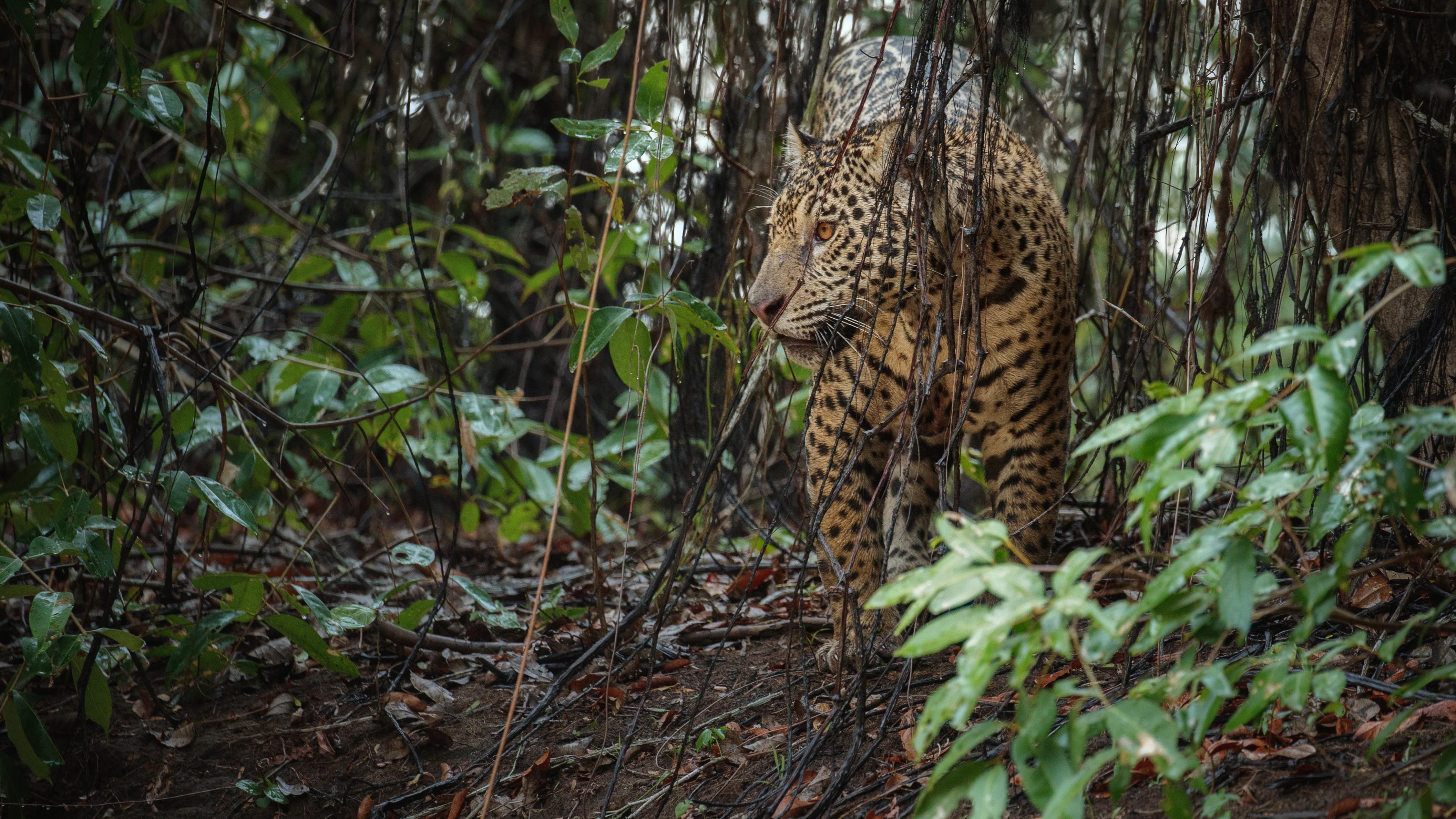 La huella de biodiversidad en América Latina pone en peligro especies emblemáticas como el yaguareté/ Freepik