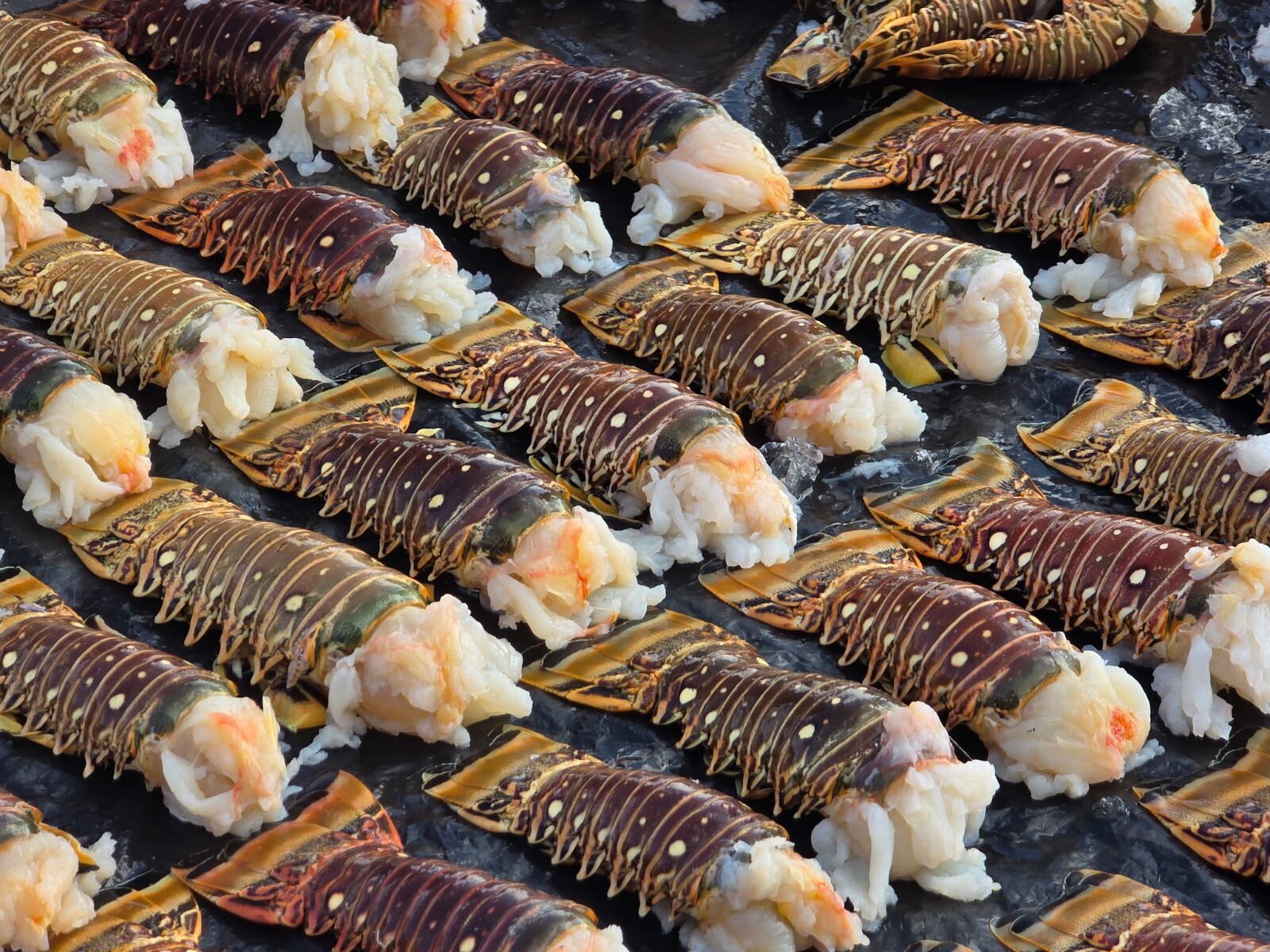 Durante la veda queda prohibida la captura, transporte y venta del recurso en todo el territorio nacional Archivo