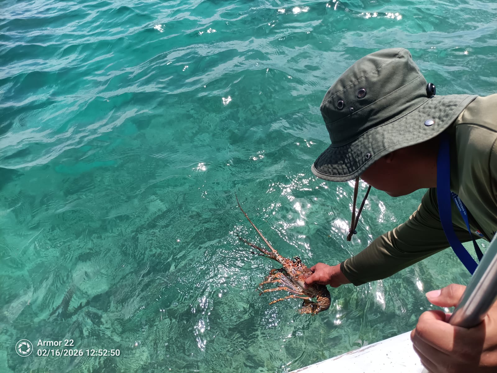 Panamá activa calendario de protección para la langosta espinosa