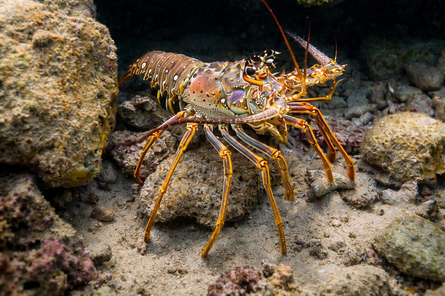 La langosta espinosa del Caribe (Panulirus argus) es la principal especie comercializada en Panamá. Tomada de Instagram-Smithsonian