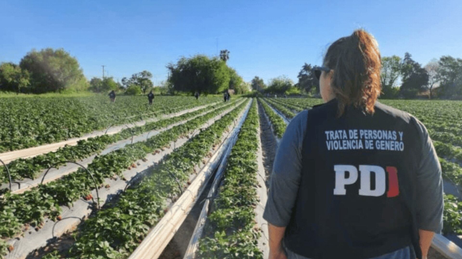Una agente de la PDI inspecciona un campo agrícola en Santa Fe donde se investiga a un productor acusado de trata y explotación de trabajadores (Rosario3)