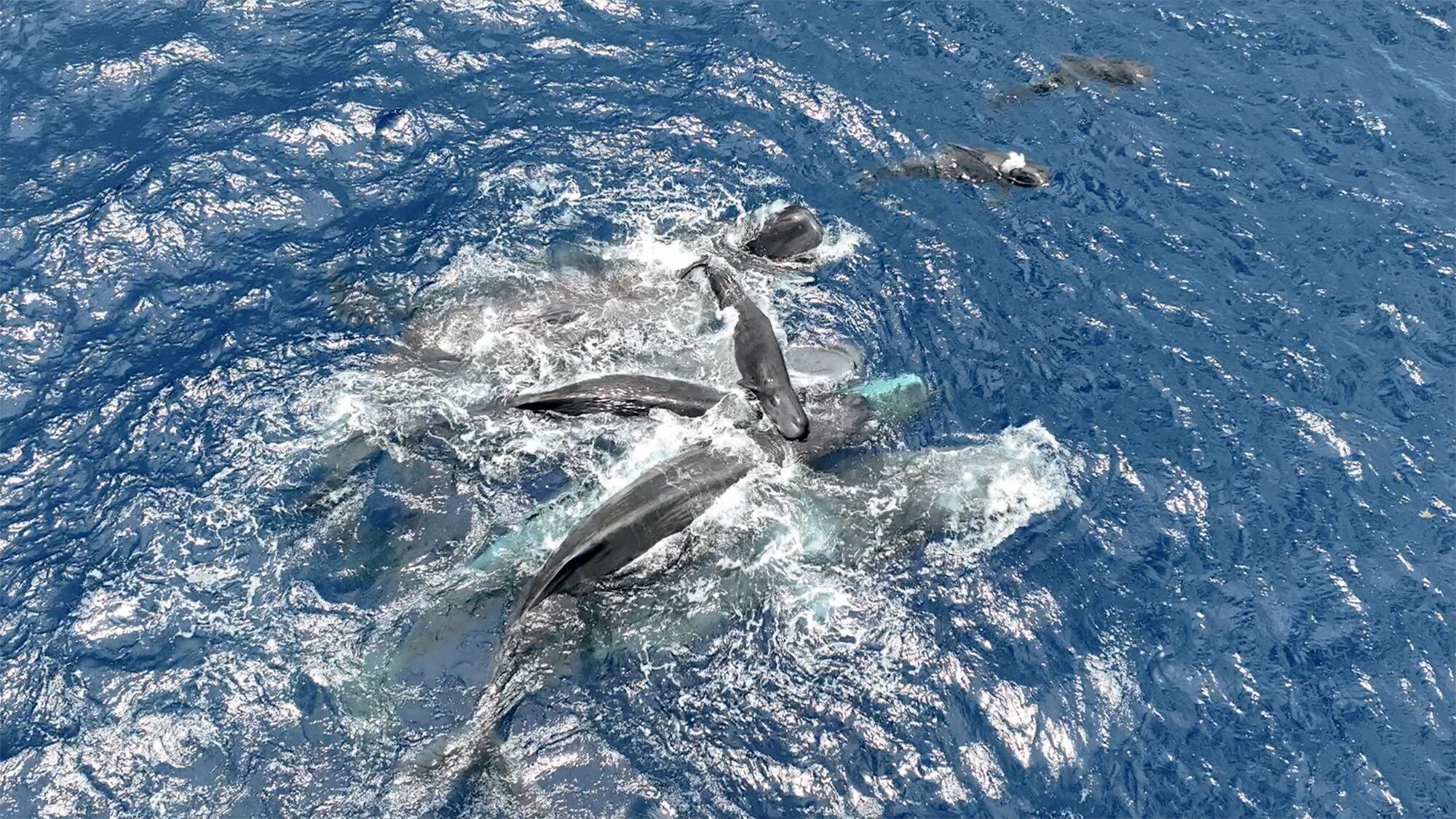 Un video aéreo y grabaciones submarinas permitieron documentar en detalle la cooperación de las ballenas adultas durante el parto de un cachalote./ Project CETI/Handout via REUTERS 