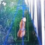 Preocupación en un barrio privado de Hudson por la aparición de un puma: desplegaron un operativo para atraparlo