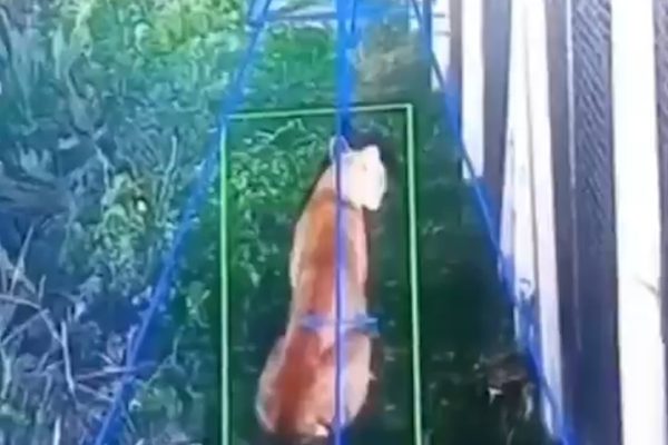 Preocupación en un barrio privado de Hudson por la aparición de un puma: desplegaron un operativo para atraparlo