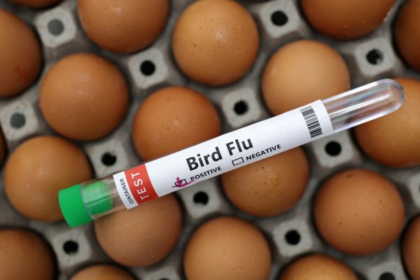 Primer caso de gripe aviar A (H9N2) en humanos en Europa: cómo se transmite y cuáles son los síntomas