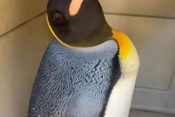 Rescataron a un pingüino rey que fue encontrado en las costas del Río de la Plata