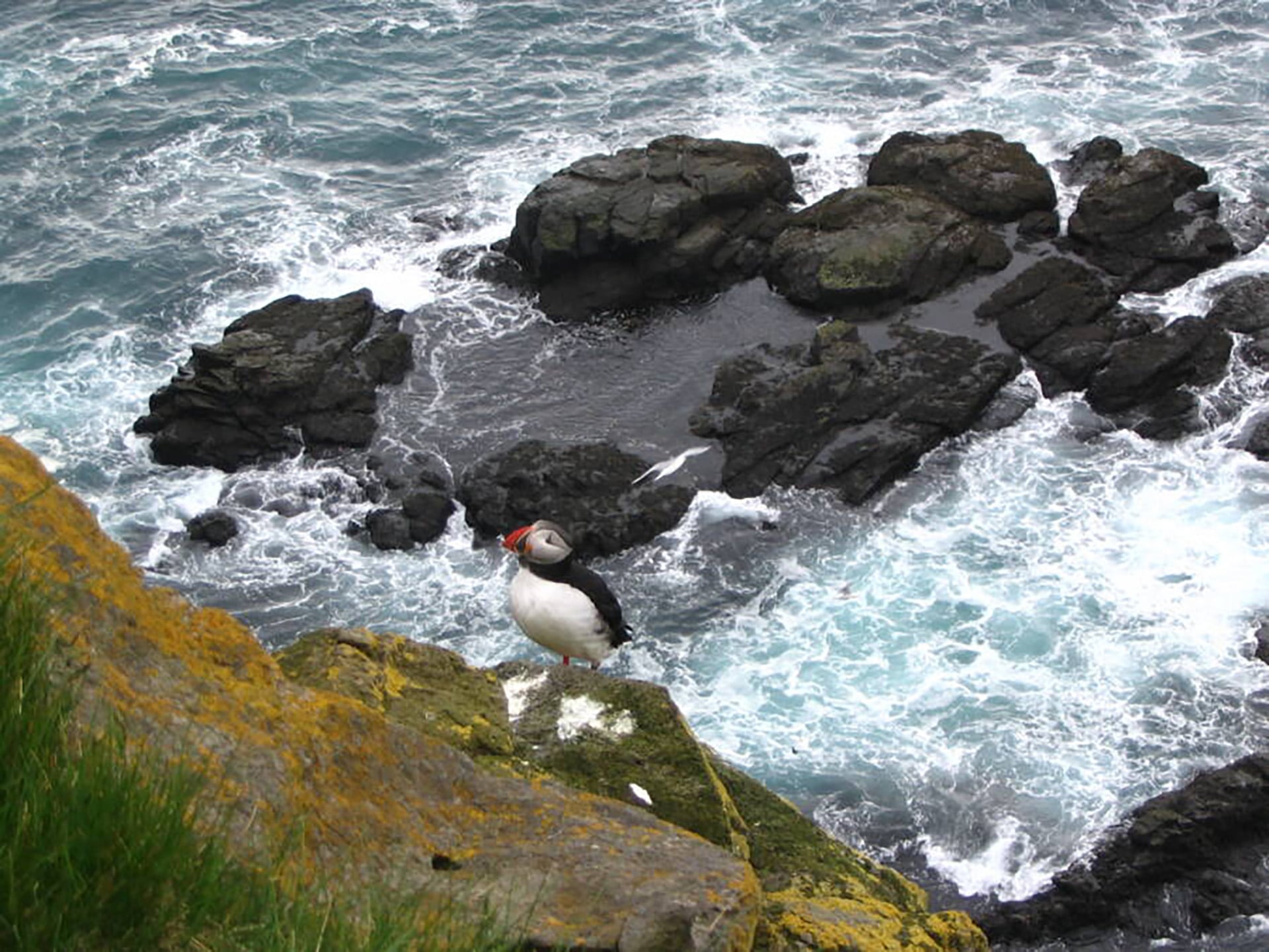 Los frailecillos son aves características de la zona y anidaban en la isla