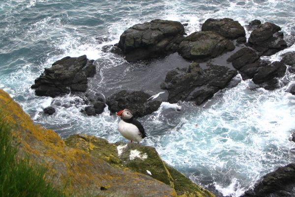Rodeada de océano, a ocho kilómetros de Islandia y sin vecinos: así es Ellidaey, la casa más solitaria del mundo
