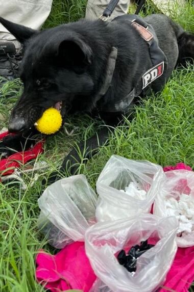 El perro detector “Kenzo” que ayudó con la investigación