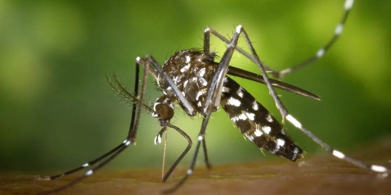 Primer caso autóctono de dengue en Córdoba