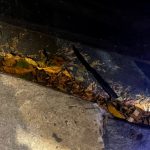 Se hicieron pasar por pasajeros, amenzaron a un taxista y le robaron en San Cristóbal: el oscuro prontuario de los asaltantes