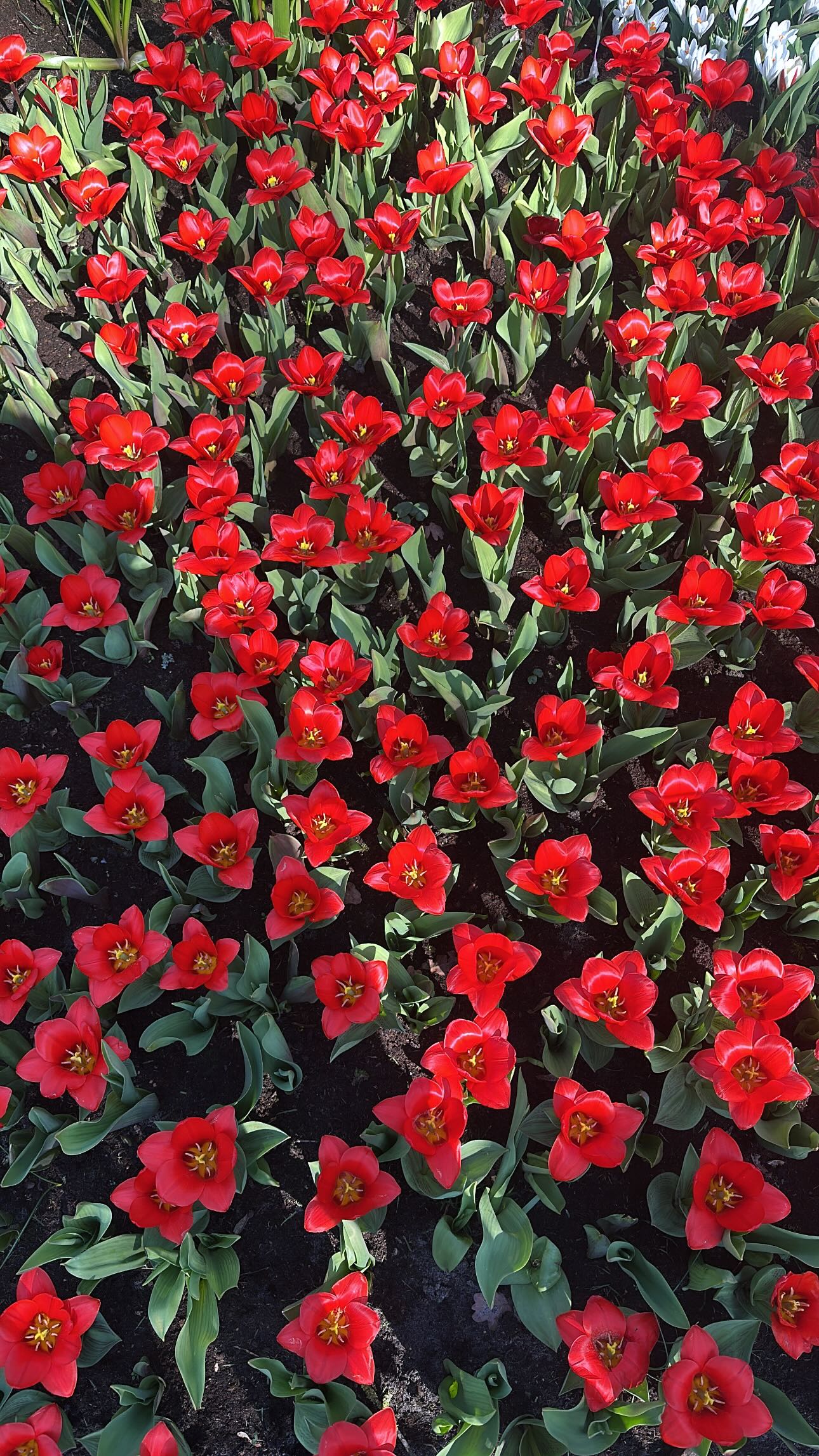 La pareja paseo por los jardines que tiene la ciudad y tuvieron la posibilidad de ver tulipanes en distintos estadios (Instagram)