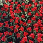 ¿Te gustan las flores? El romántico viaje de Darío Cvitanich e Ivana Figueiras a Ámsterdam entre paseos y tulipanes