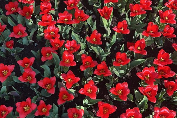 ¿Te gustan las flores? El romántico viaje de Darío Cvitanich e Ivana Figueiras a Ámsterdam entre paseos y tulipanes