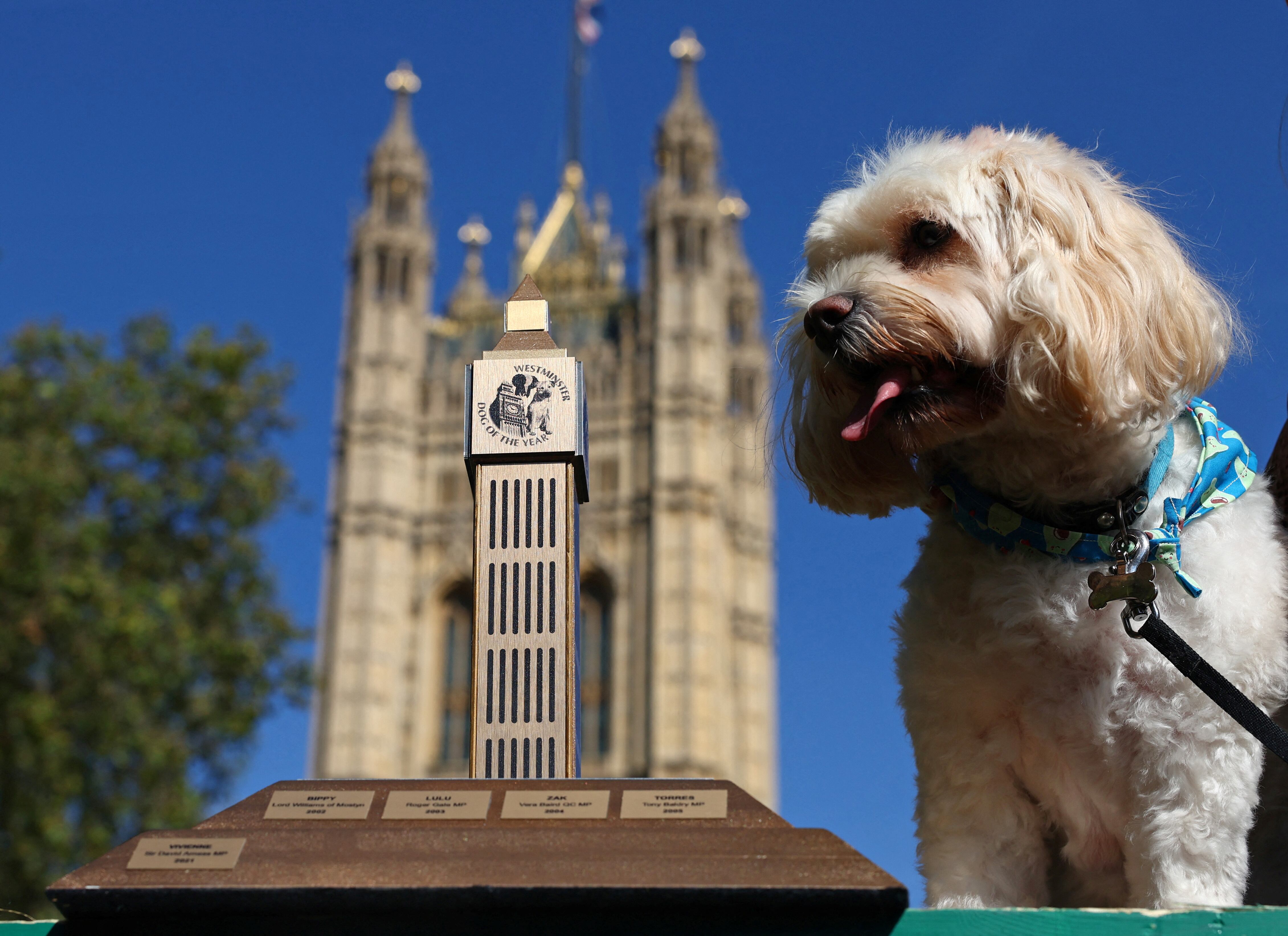 Un cockapoo es un perro mestizo resultante del cruce entre un cocker spaniel y un caniche (poodle) ( REUTERS/Toby Melville)
