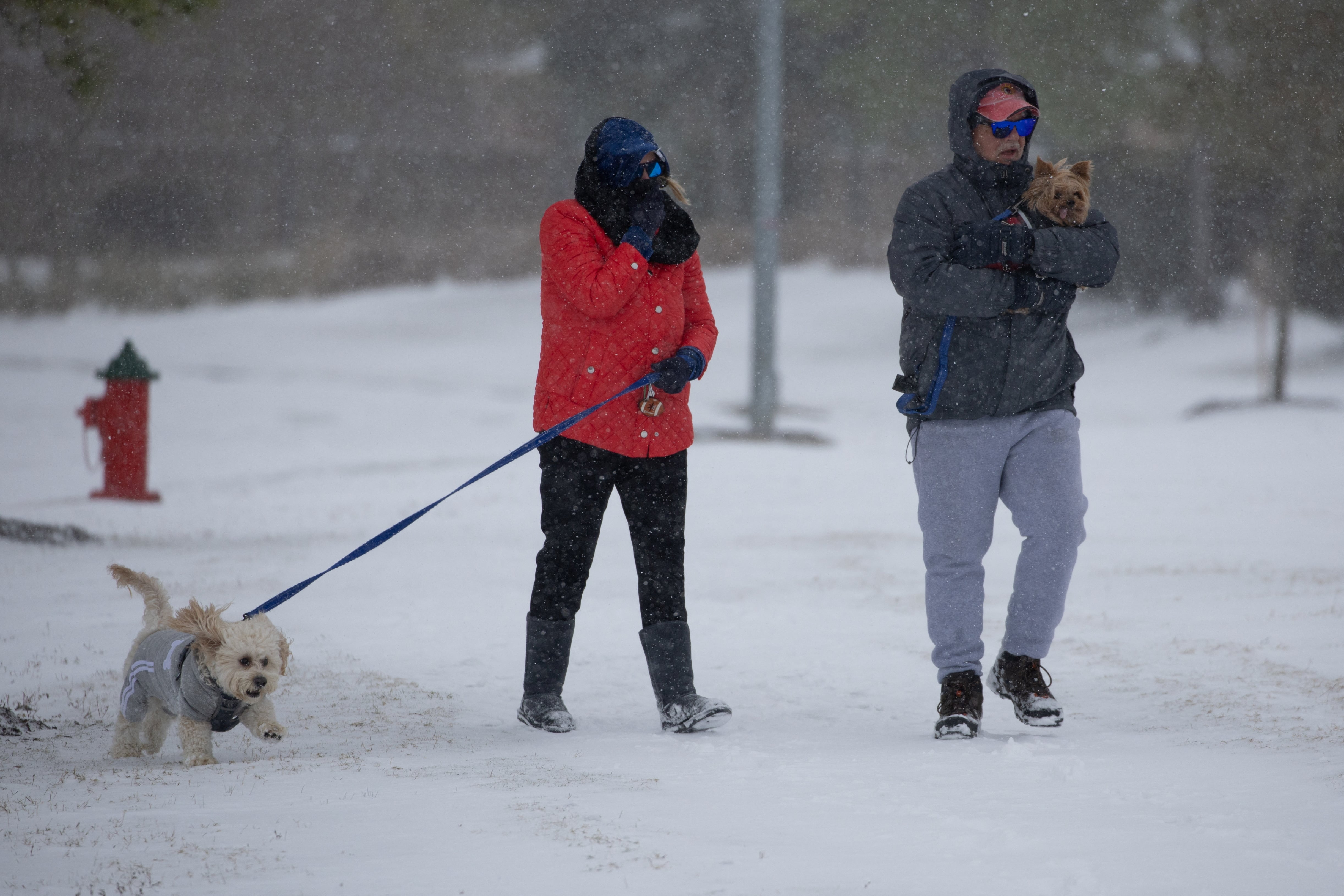Cockapoos y cavapoos muestran mayores niveles de agresión y ansiedad en comparación con perros de raza pura, según los investigadores (REUTERS/Adrees Latif)