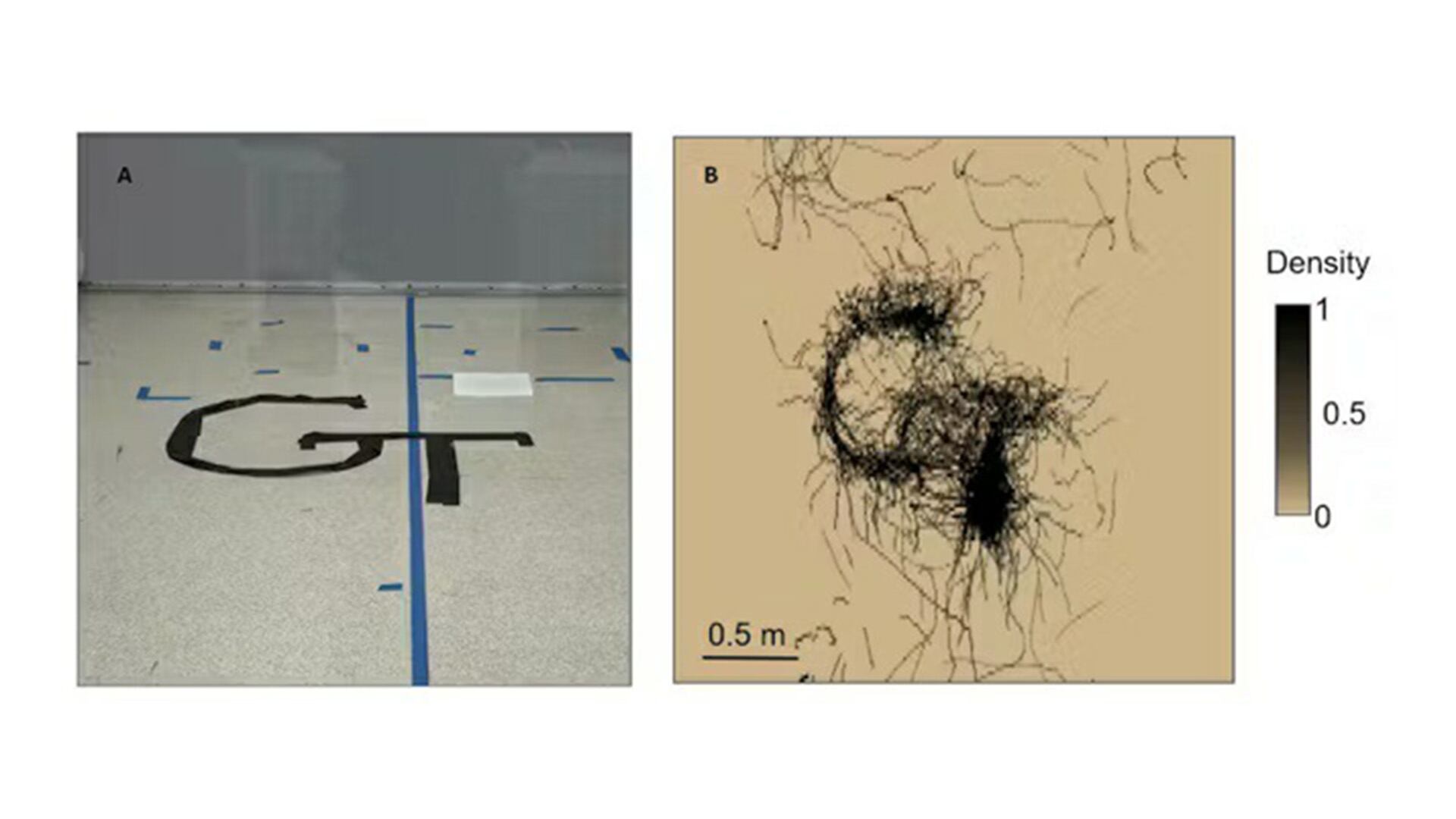 El panel A muestra el espacio experimental, y el panel B ilustra las trayectorias de movimiento de mosquitos estudiadas para mejorar las estrategias de control (Georgia Tech)