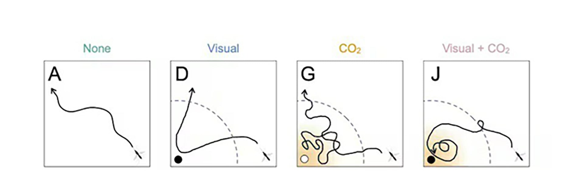 El modelo predictivo identifica las zonas del cuerpo donde es mayor el riesgo de picadura de mosquito (Georgia Tech)