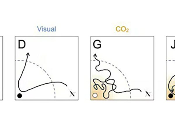 Un experimento con 100 mosquitos revela cómo se comportan y eligen sus víctimas humanas