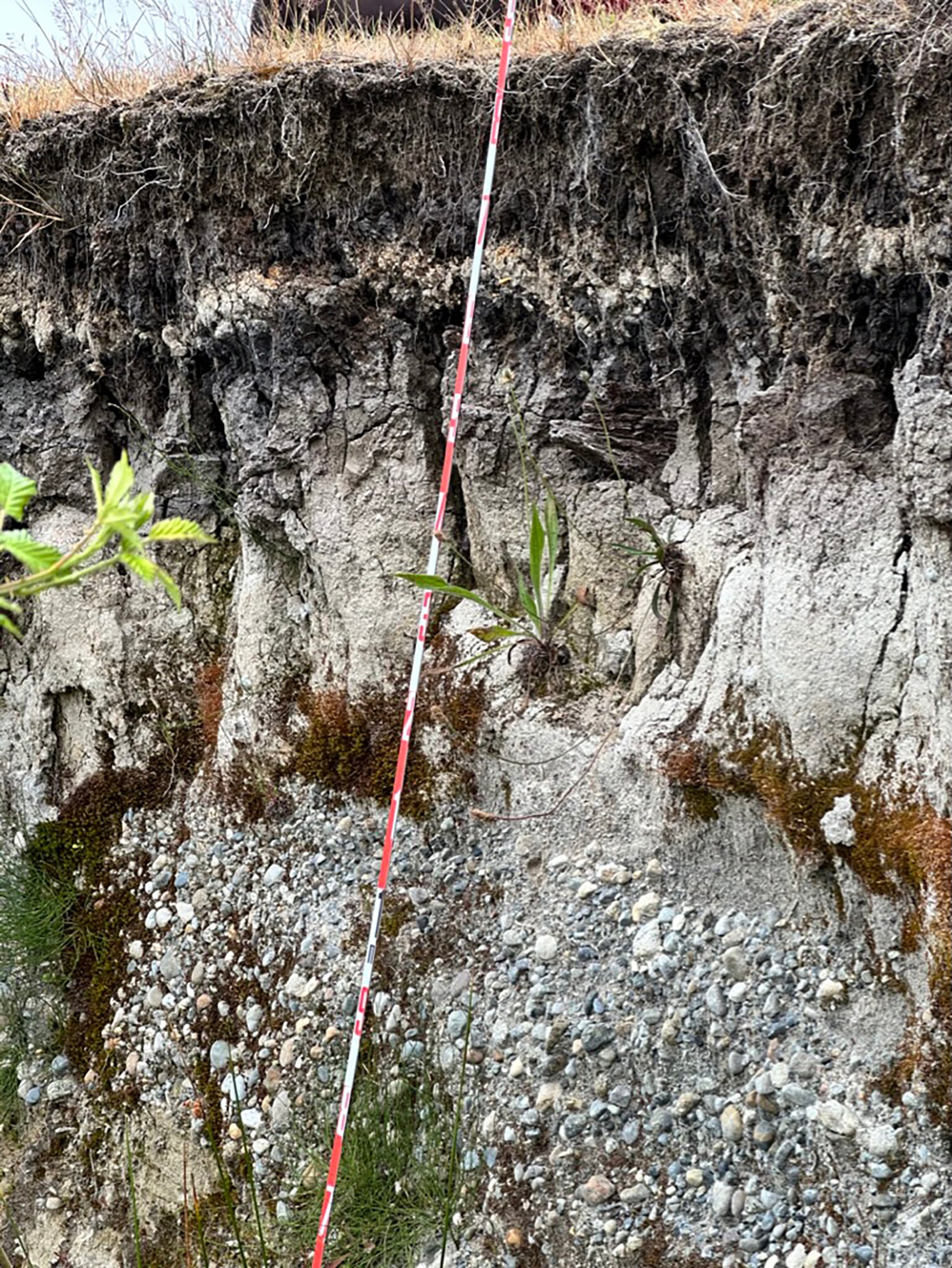 Investigadores de Chile, Estados Unidos y Austria emplearon datación por radiocarbono y luminiscencia ópticamente estimulada para obtener resultados más precisos sobre Monte Verde. (Instituto de Ecología y Biodiversidad (IEB) - Chile)