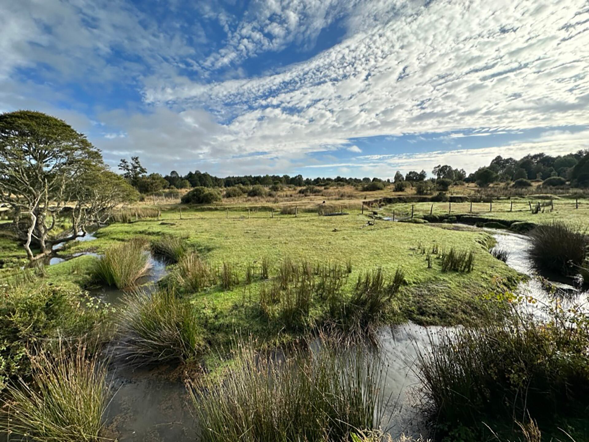 Los hallazgos indican que la mezcla de restos antiguos y sedimentos jóvenes en Monte Verde generó fechas erróneas sobre la migración humana (Instituto de Ecología y Biodiversidad (IEB) - Chile)