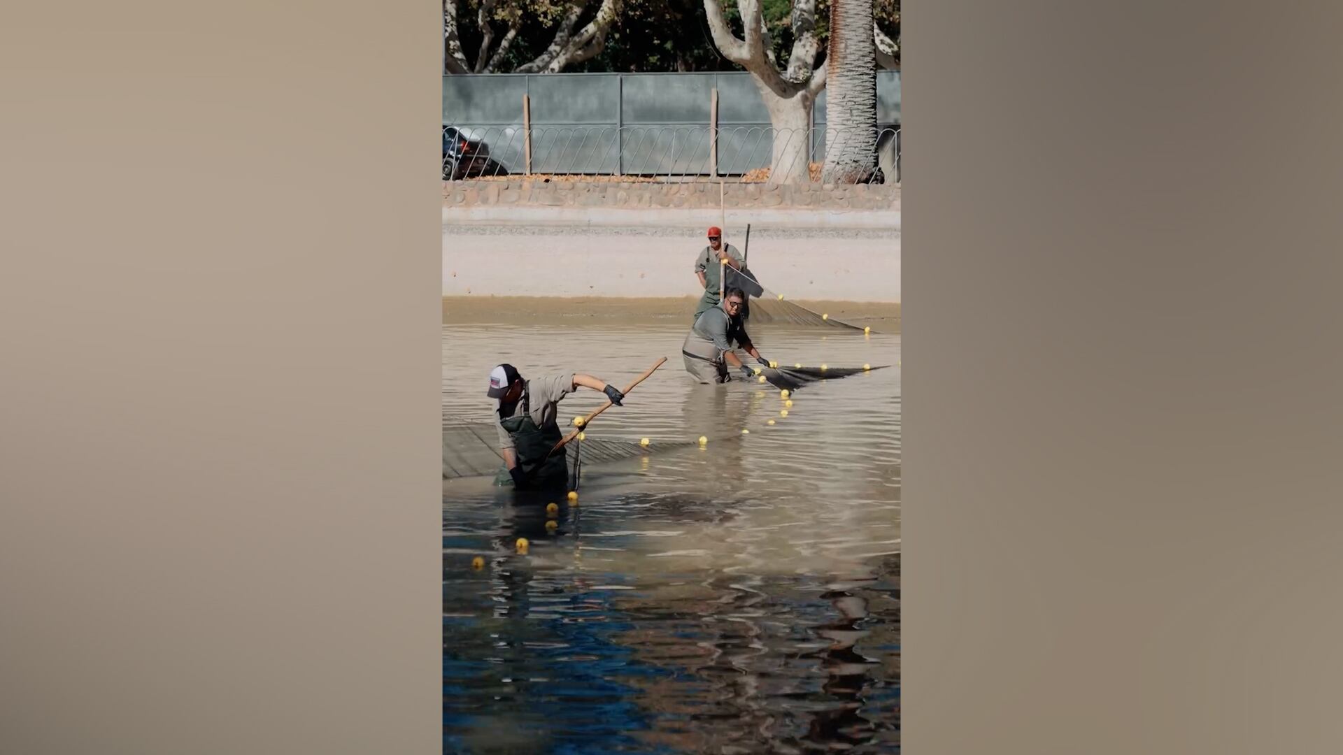 Luego de bajar el nivel del agua a unos 40 centímetros, los peces fueron atrapados y llevados a los camiones pileta