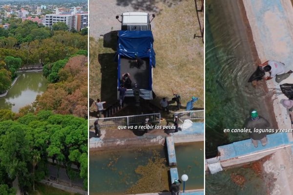 Una mudanza “de película”: vaciaron un lago y trasladaron más de 1000 peces en San Juan