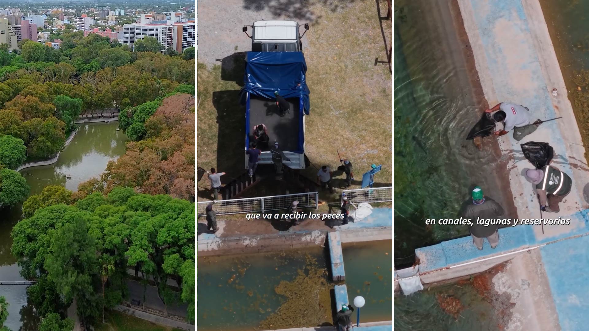 Una mudanza “de película”: vaciaron un lago y trasladaron más de 1000 peces en San Juan