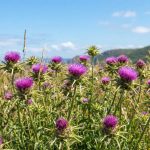 Una profesora de hepatología advirtió que las dietas detox son innecesarias y explicó sus riesgos