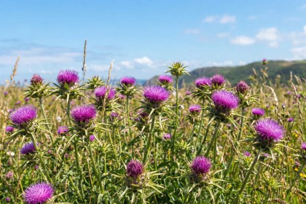 Una profesora de hepatología advirtió que las dietas detox son innecesarias y explicó sus riesgos