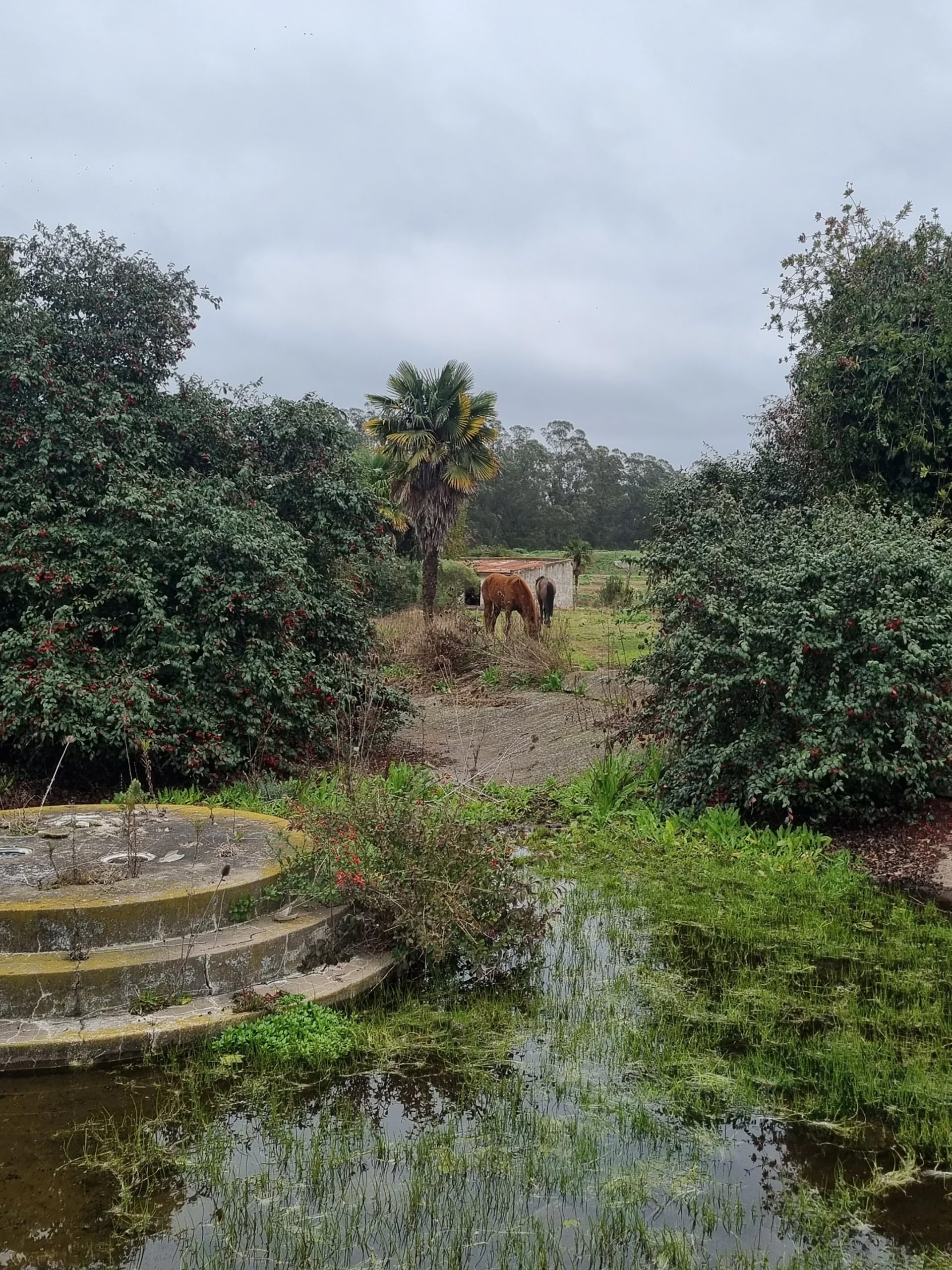 Dos caballos pastan pacíficamente en un sector del predio, que se encuentra completamente en ruinas 