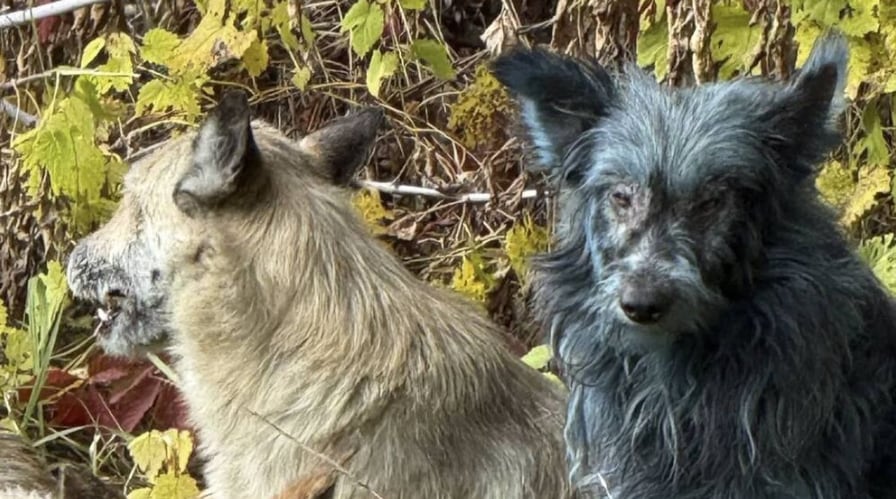 Se estima que más de 700 perros y 100 gatos viven en la zona de exclusión (Imagen: Clean Futures Fund)